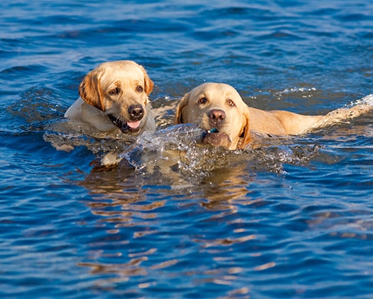 Zwei HUnde schwimmen im Wasser